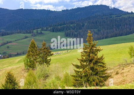 Sulle cime delle colline dei Carpazi, lonely pini crescere e gli allevamenti di pecore pascolano su pascolo verde nel mezzo di foreste di conifere. Foto Stock