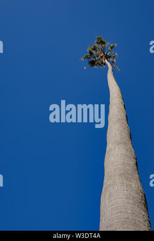 Basso angolo vista di una alta palma contro un chiaro blu cielo soleggiato Foto Stock