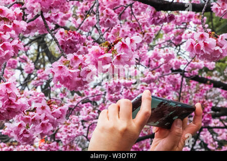 Giappone, Honshu, Tokyo, Ueno, il parco Ueno, mani tenendo il telefono cellulare prendendo foto di rosa Fiori di Ciliegio Foto Stock