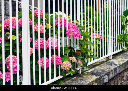 Hydrangea massiccia nel giardino di una villa in Dinard, Bretagna Francia Foto Stock