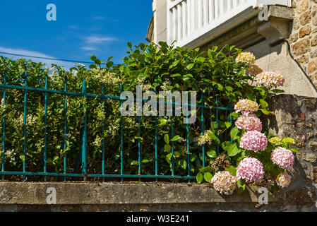 Hydrangea massiccia nel giardino di una villa in Dinard, Bretagna Francia Foto Stock