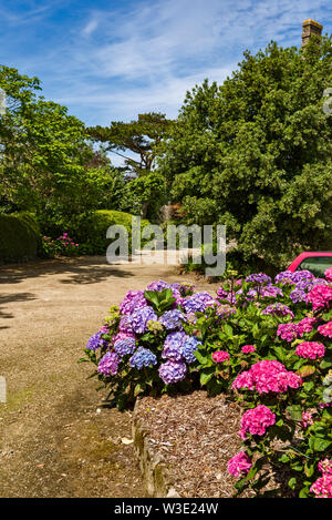 Hydrangea massiccia nel giardino di una villa in Dinard, Bretagna Francia Foto Stock