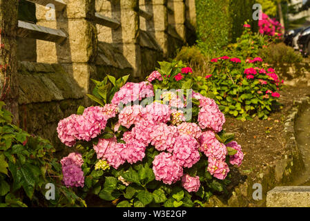 Hydrangea massiccia nel giardino di una villa in Dinard, Bretagna Francia Foto Stock