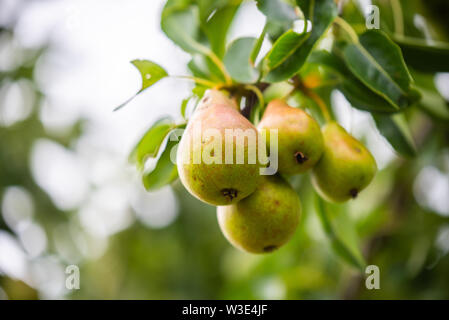 Quasi pere mature crescere su di un albero di pera Foto Stock