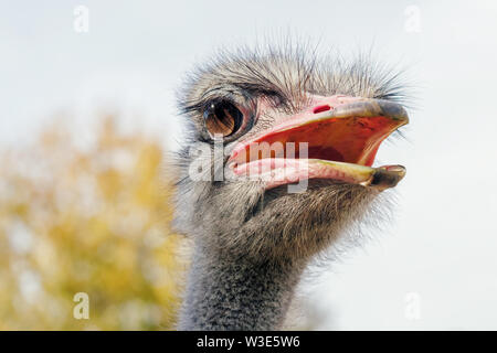 Ostrich Close up ritratto, vicino la testa di struzzo (Struthio camelus) Foto Stock