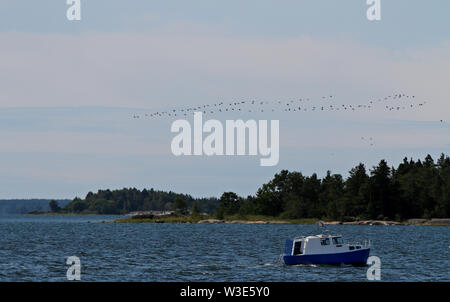 Un gregge di cormorani nell'aria. Arcipelago finlandese in una giornata di sole, un solitario in barca a vela Foto Stock