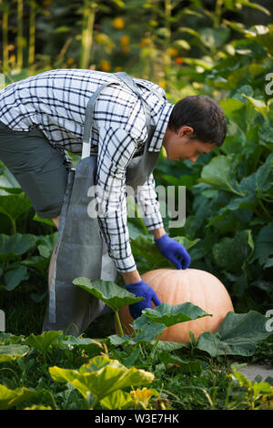 Fotografia del lato dell uomo in guanti blu con la zucca Foto Stock