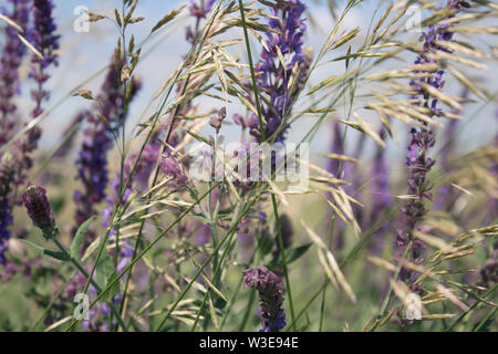 Milium effusum e Salvia pratensis. Piante mellifere. La natura dello sfondo. Copia dello spazio. Foto Stock