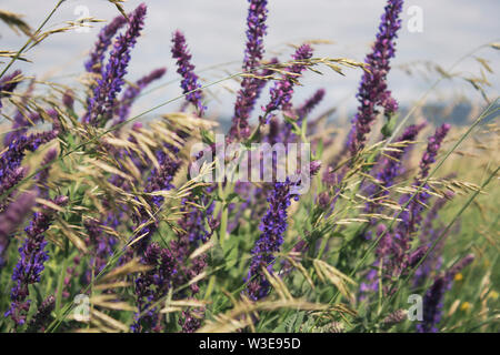 Milium effusum e Salvia pratensis. Piante mellifere. La splendida natura dello sfondo. Copia dello spazio. Foto Stock