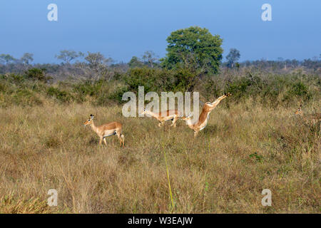 Impala pronking e il salto nel Parco Nazionale di Kruger in Sud Africa Foto Stock