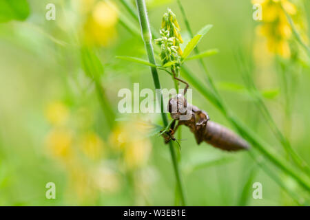 Vuoto a forma di libellula caso laval Foto Stock