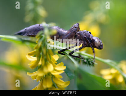 Vuoto a forma di libellula caso laval Foto Stock