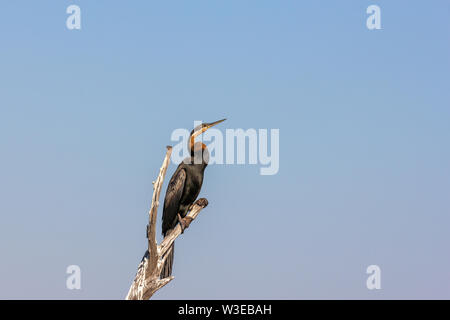 African darter, appollaiato in un albero lungo il fiume Chobe in Botswana Foto Stock