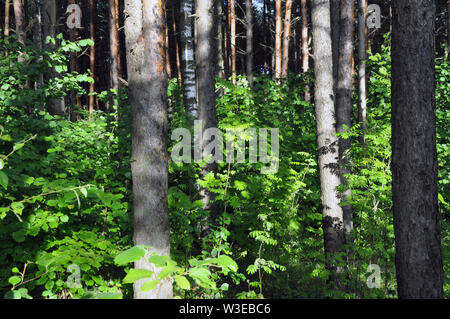 Misto bosco di latifoglie consacrato dalla luce del sole dopo la pioggia sullo sfondo. Foto Stock