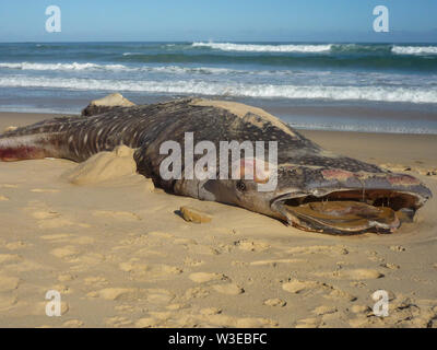 Morto un squalo balena lavato fino sulla spiaggia di Kasouga tra Kenton-su-Mare e Port Alfred nel Capo orientale, Sud Africa. Foto Stock