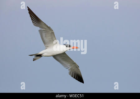 Caspian Tern (Hydroprogne caspia), immaturi in volo visto da sotto Foto Stock