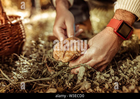 Le mani di un uomo un taglio di un grosso fungo. Foto Stock