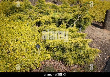 Prostrati arbusti sempreverdi fornire colore duraturo in un semplice garden design Foto Stock