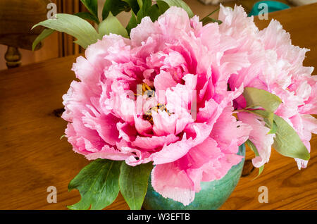 Rosa pallido peonie ad albero utilizzato come campione ritagliato flowesr interni in una caraffa in ceramica posizionato su di un legno di pino tavolo da cucina Foto Stock