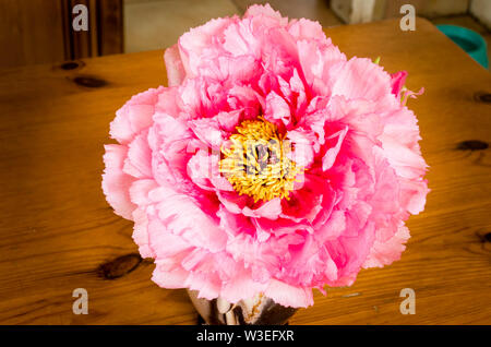 Pallido rosa peonia albero utilizzato come un campione di fiori da taglio in ambienti interni in una caraffa in ceramica posizionato su di un legno di pino tabley cucina Foto Stock