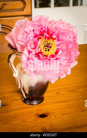 Pallido rosa peonia albero utilizzato come un campione di fiori da taglio in ambienti interni in una caraffa in ceramica posizionato su di un legno di pino tavolo da cucina Foto Stock