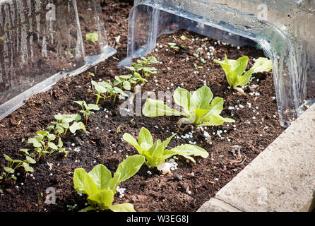 Chiodo di plastica protettivo rimosso per mostrare lattuga e rafano giovani French Breakfast piante che crescono in un letto rialzato in primavera Nel Regno Unito Foto Stock
