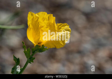 Giallo-cornuto papavero, crescente sulla ghiaia costiere, Cley-next-Mare, Norfolk, Regno Unito il 5 Luglio 2019 Foto Stock