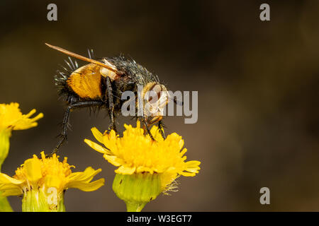 Tachina fera volare su un fiore Foto Stock