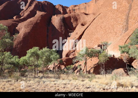 A metà mattina la base di Uluru a piedi, bush tucker spotting, fluviale e numerose pozze d'acqua sulla roccia torreggianti superficie. Foto Stock