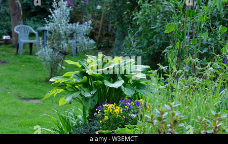 Mostra segni di danni Slug, una Hosta battaglie su in amateur piccola azienda garden a 900m. Nidderdale Foto Stock