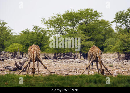 Due giraffe bere acqua da un fiume nel Parco Nazionale Etosha Foto Stock