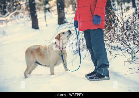 Un uomo con un Labrador Retriever cane passeggiate fuori nella foresta in un inverno nevoso Foto Stock