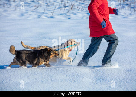 Uomo con due cani passeggiate sul campo nevoso. Un giallo Labrador Retriever cane conduce un mongrel cane al guinzaglio Foto Stock