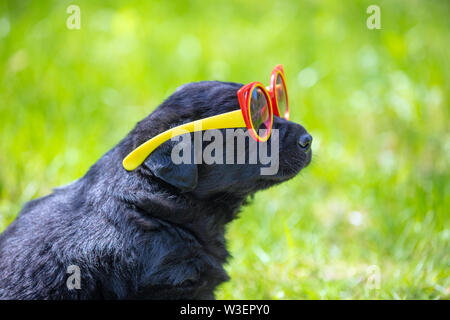 Funny Labrador retriever cucciolo sguardi attraverso occhiali da sole. Cane a giocare all'aperto nell'erba in estate Foto Stock