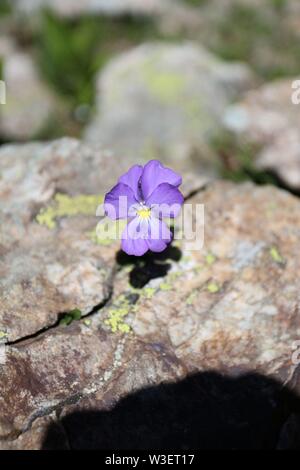 Viola tricolore (Johnny Jump Up) che cresce sulla roccia ad alta altitudine Foto Stock