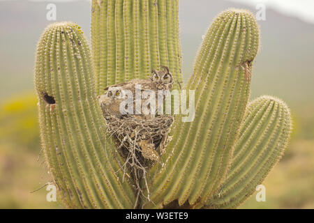Grande cornuto gufi, Bubo virgininus, deserto Sonoran, in Arizona con nido di cactus Saguaro Foto Stock