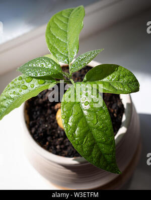 Avocado crescente da un seme di avocado pietra, luce naturale Foto Stock