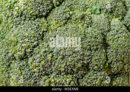 Vista ingrandita della testa di Broccoli (Brassica oleracea) Foto Stock