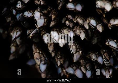 Fotografia macro closeup estrema di texture rocciose Foto Stock