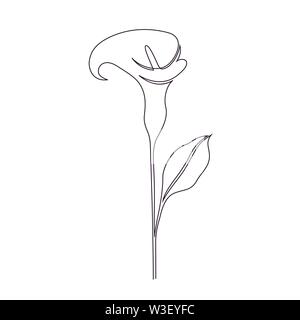 Calla Lily fiore su sfondo bianco. Una linea lo stile di disegno. Illustrazione Vettoriale