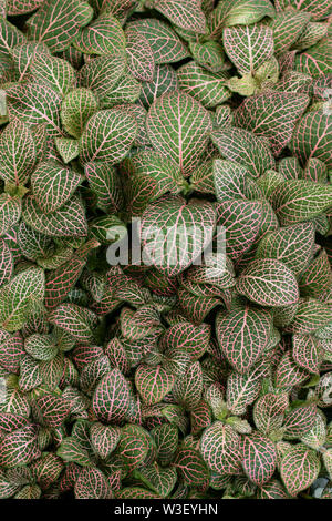 Fittonia albivenis nerve la chioma della pianta con venature rosse. Sostanze psicoattive pianta tropicale lascia lo sfondo. Foto Stock