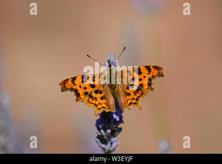 Una virgola butterfly - Polygonia c-album- alimentazione su un fiore di lavanda Foto Stock