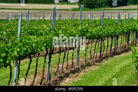 Quebec, Canada,12 giugno 2019.vigna in una giornata di sole in Quebec, Canada.Credit:Mario Beauregard/Alamy Live News Foto Stock