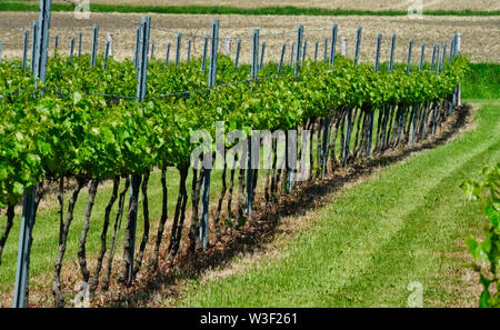 Quebec, Canada,12 giugno 2019.vigna in una giornata di sole in Quebec, Canada.Credit:Mario Beauregard/Alamy Live News Foto Stock