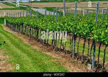 Quebec, Canada,12 giugno 2019.vigna in una giornata di sole in Quebec, Canada.Credit:Mario Beauregard/Alamy Live News Foto Stock