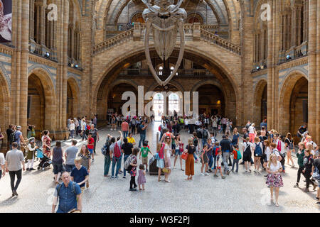 Museo di Storia Naturale di Londra interno; le persone nella sala principale (Hintze Hall) sotto il blu di scheletro di balena, South Kensington London REGNO UNITO Foto Stock