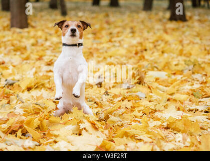 Dog sitter su gambe di cerva dell'accattonaggio pongono in autunno (autunno) park Foto Stock