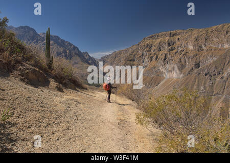 Il Trekking nell'immenso Canyon del Colca, Cabanaconde, Perù Foto Stock