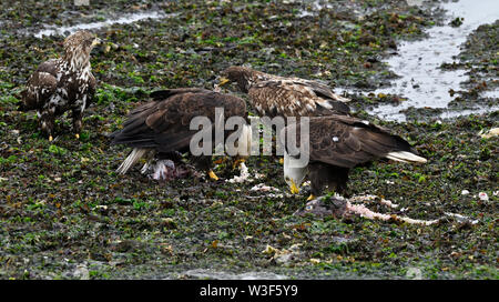 Aquile mangiare pesce, Campbell River, Isola di Vancouver, B.C. Canada Foto Stock