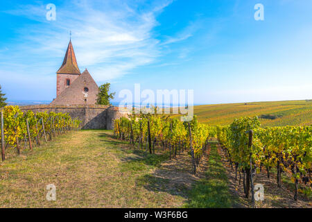 extended wine-growing area with the church of Hunawihr, Alsace Wine Route, France, member of the most beautiful villages of France Foto Stock